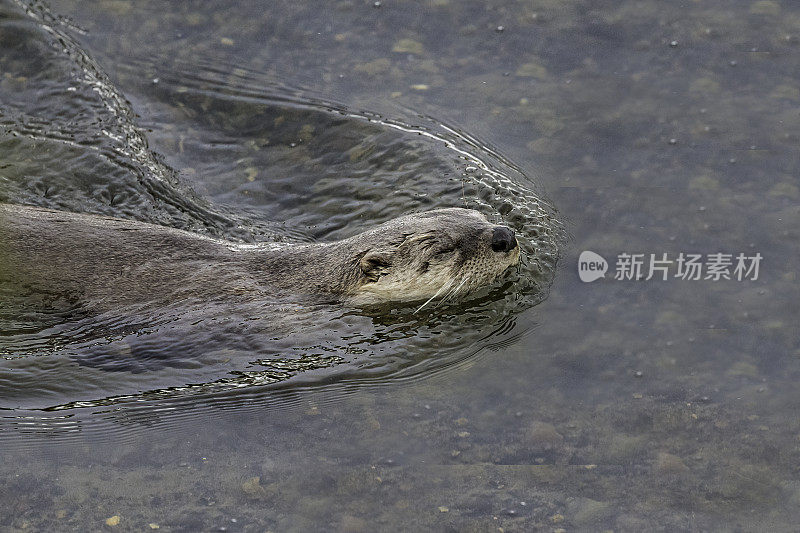 北美水獭，Lontra canadensis，也被称为北方水獭或普通水獭，是北美特有的半水栖哺乳动物。冬天在黄石河边和雪地里玩耍，黄石国家公园